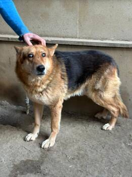 Pola -  German Shepherd Dog Dog for Adoption in New York, New York - Pola | PetCurious