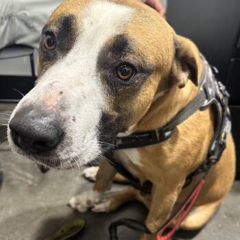 Terrier Dogs Available for Adoption in Tampa, Florida - Chase | PetCurious