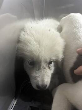 COCONUT -  Mixed Breed Dog for Adoption in Dallas, Texas - COCONUT | PetCurious