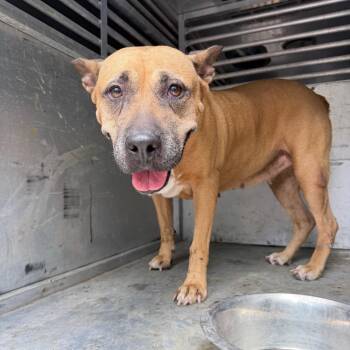 Pookie Bear -  Pit Bull Terrier and Shepherd Dog for Adoption in Edinburg, Texas - Pookie Bear | PetCurious