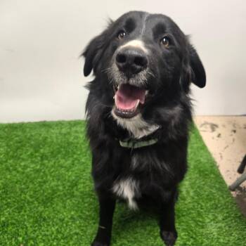 Mixed Breed Dogs Available for Adoption - Bowser | PetCurious