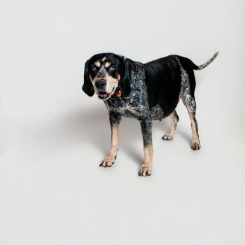 Fiona -  Bluetick Coonhound Dog for Adoption in Madisonville, Tennessee - Fiona | PetCurious