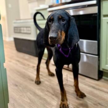 Dolly Parton -  Black And Tan Coonhound Dog for Adoption in Friendswood, Texas - Dolly Parton | PetCurious