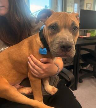 Pit Bull Terrier Dogs Available for Adoption - Terraria | PetCurious