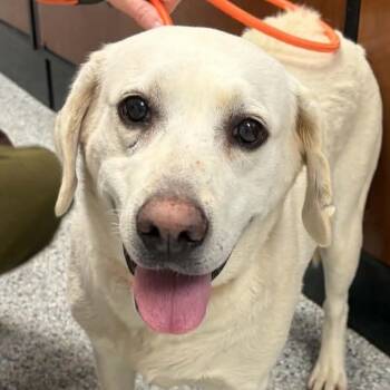 Tweety -  Labrador Retriever Dog for Adoption in Normal, Illinois - Tweety | PetCurious
