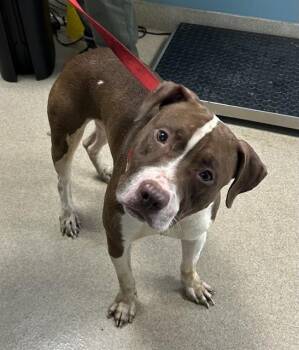 Rescue Pit Bull Terrier and Mixed Breed Dogs for Adoption in Newton, North Carolina - OAKLEY | PetCurious