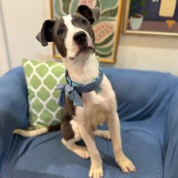 Ouzo Merlin the Magical Pup -  Pit Bull Terrier and Labrador Retriever Dog for Adoption in Friendswood, Texas - Ouzo Merlin The Magical Pup | PetCurious