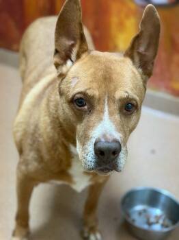Monacan -  Cattle Dog and Labrador Retriever Dog for Adoption in Lovingston, Virginia - Monacan | PetCurious