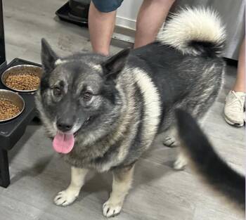 Rescue Norwegian Elkhound Dogs for Adoption in White Oak, Pennsylvania - Fenrir | PetCurious