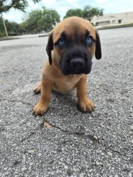 Black Mouth Cur and Mastiff Dogs Available for Adoption in Orlando, Florida - Aston | PetCurious