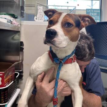 Mixed Breed Dogs Available for Adoption - Baki | PetCurious