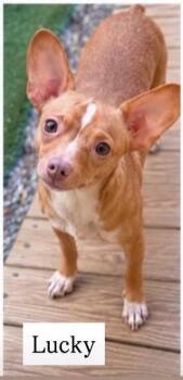 Lucky -  Chihuahua Dog for Adoption in Cullman, Alabama - Lucky | PetCurious