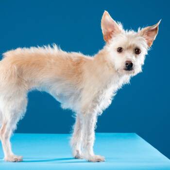 Mixed Breed Dogs Available for Adoption in Plainfield, Illinois - Blanca | PetCurious