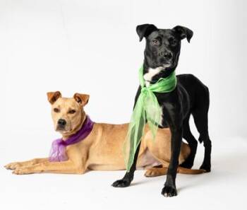Rusty -  Mixed Breed and Pit Bull Terrier Dog for Adoption in Atlanta, Georgia - Rusty | PetCurious