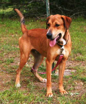 Rescue Labrador Retriever and Rhodesian Ridgeback Dogs for Adoption in Attalla, Alabama - Oscar | PetCurious