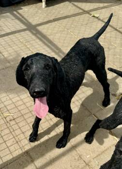 Rescue Standard Poodle Dogs for Adoption in Washington, Missouri - Blaze | PetCurious