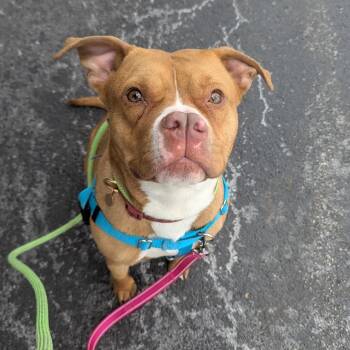 Pit Bull Terrier Dogs Available for Adoption in Peotone, Illinois - Ginger | PetCurious