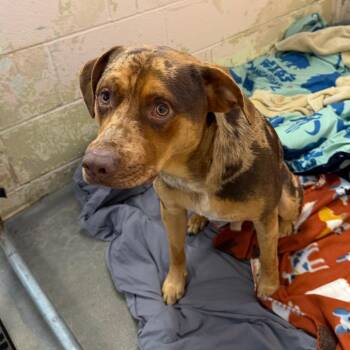 Archie -  Mixed Breed Dog for Adoption in Owosso, Michigan - Archie | PetCurious