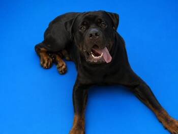 KING -  Rottweiler Dog for Adoption in Doral, Florida - KING | PetCurious
