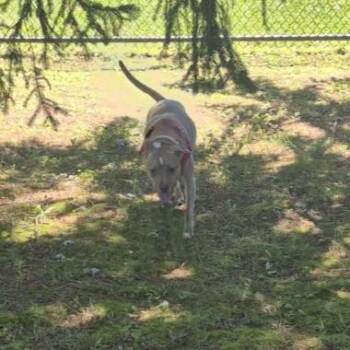 Brenda -  Pit Bull Terrier Dog for Adoption in Reisterstown, Maryland - Brenda | PetCurious