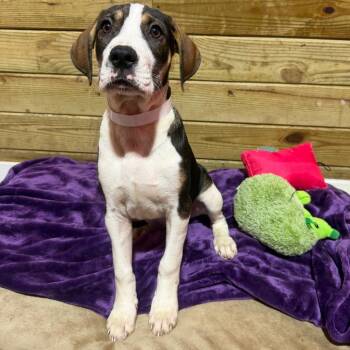 Oracle -  Mixed Breed Dog for Adoption in Wappingers Falls, New York - Oracle | PetCurious