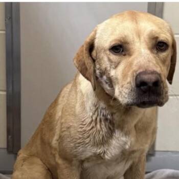 Labrador Retriever Dogs Available for Adoption in Midland, Texas - Victoria | PetCurious