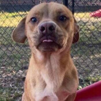 Labrador Retriever and Basset Hound Dogs Available for Adoption in Rockville, Maryland - Cedar | PetCurious