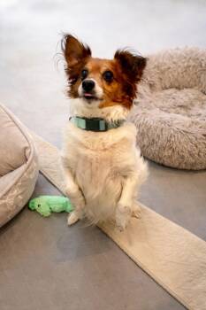 Pomeranian Dogs Available for Adoption - Kenobi | PetCurious