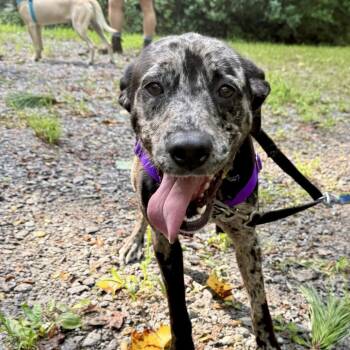 Amalia -  Mixed Breed Dog for Adoption in Asheville, North Carolina - Amalia | PetCurious