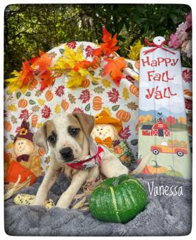 Vanessa -  Pit Bull Terrier and Hound Dog for Adoption in Sebring, Florida - Vanessa | PetCurious
