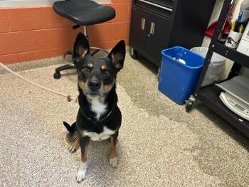 REX PARTON -  Australian Kelpie and Mixed Breed Dog for Adoption in Pueblo, Colorado - REX PARTON | PetCurious