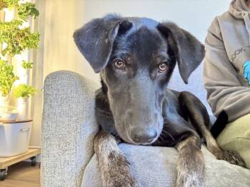 Rescue Mixed Breed Dogs for Adoption in Colorado Springs, Colorado - Sequoia | PetCurious