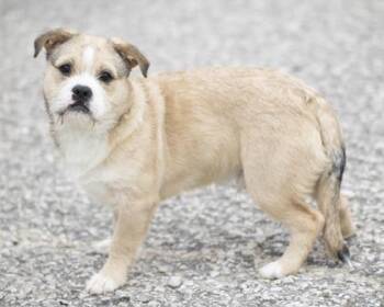 Mixed Breed Dogs Available for Adoption - Avery | PetCurious