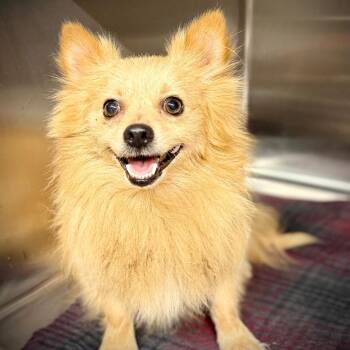 Mixed Breed Dogs Available for Adoption in Pauls Valley, Oklahoma - CobraBubbles | PetCurious