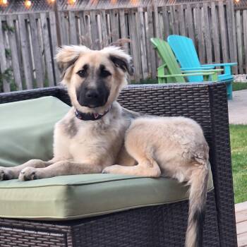 Henry -  Labrador Retriever Dog for Adoption in Brantford, Ontario - Henry | PetCurious
