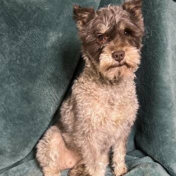 Miniature Schnauzer Dogs Available for Adoption - Pepper  | PetCurious