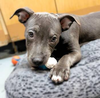 Mixed Breed Dogs Available for Adoption in Warren, Michigan - Violet | PetCurious