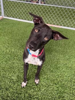 Finley -  Mixed Breed Dog for Adoption in New York, New York - Finley | PetCurious