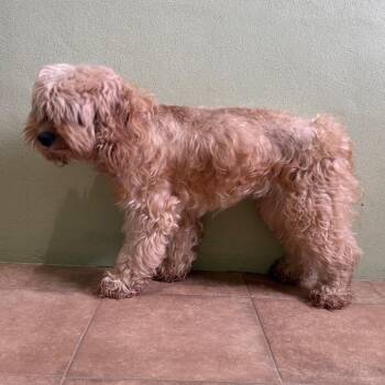 SnickerDoodle -  Miniature Poodle and None Dog for Adoption in Loxahatchee Groves, Florida - SnickerDoodle | PetCurious