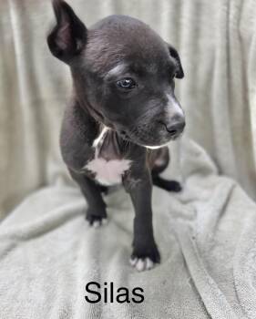 Rescue Labrador Retriever Dogs for Adoption in Manchester, Connecticut - Silas | PetCurious