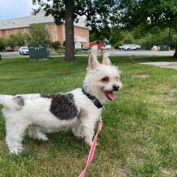 Fiji -  Mixed Breed Dog Available for Adoption in Oak Brook, Illinois - Fiji | PetCurious