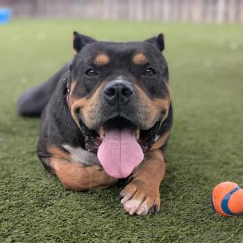 Rescue American Bulldog Dogs for Adoption in Oakville, Ontario - Linus | PetCurious