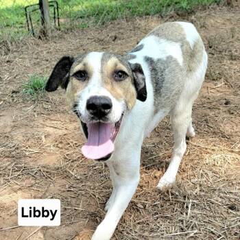 Libby -  Foxhound and Treeing Walker Coonhound Dog for Adoption in Cedarburg, Wisconsin - Libby | PetCurious