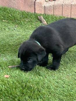 Maybelle -  Labrador Retriever and Mixed Breed Dog Available for Adoption in Warr Acres, Oklahoma - Maybelle | PetCurious
