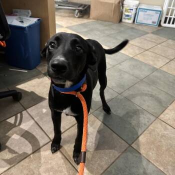 Dex -  Mixed Breed Dog for Adoption in Chattanooga, Tennessee - Dex | PetCurious