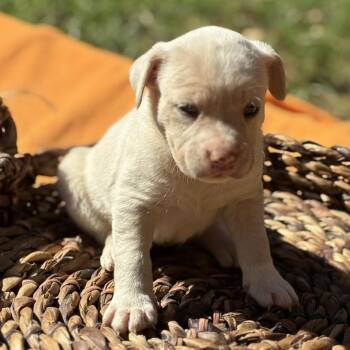 Salem -  Retriever Dog for Adoption in Huntsville, Alabama - Salem | PetCurious