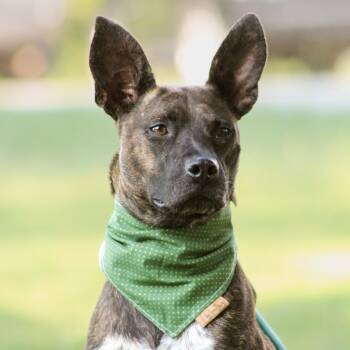 Cat Woman -  Terrier Dog for Adoption in Columbia, South Carolina - Cat Woman | PetCurious