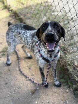 Shakira -  Pointer and Mixed Breed Dog for Adoption in Picayune, Mississippi - Shakira | PetCurious