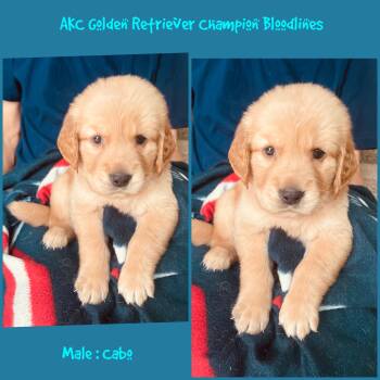 Cabo -  Golden Retriever Dog for Sale in Houston, Texas - Cabo | PetCurious