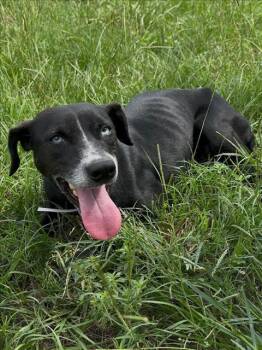 Rescue Labrador Retriever and Mixed Breed Dogs for Adoption in Conroe, Texas - OPAL | PetCurious